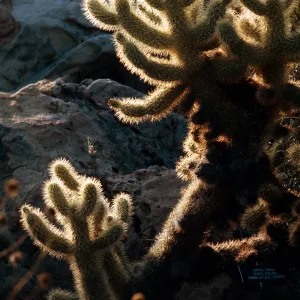 Opuntia