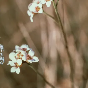 Jepsonia malvafolia