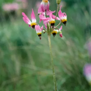 Dodecatheon, Primulaceae clevelandia
