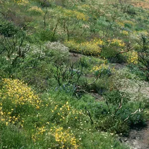 Chaparral burn, Malibu