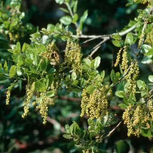 Quercus agrifolia (Coastal Live Oak) inflorscence