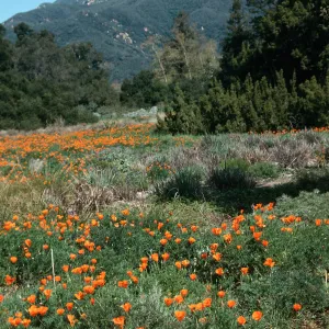 SBBG Meadow