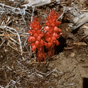 Snow Plant, Sarcodes sanguinea