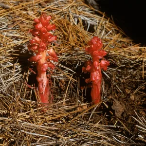 Snow Plant, Sarcodes sanguinea