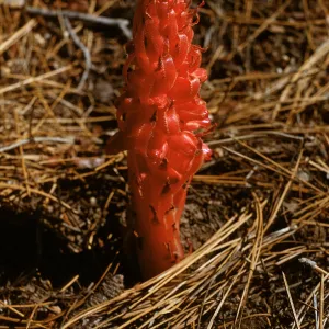 Snow Plant, Sarcodes sanguinea