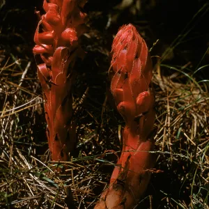 Snow Plant, Sarcodes sanguinea