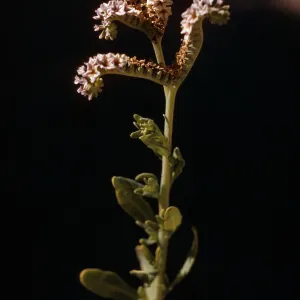 Fiddleneck ?, Cottonwood Springs, Lucerne Valley, San Bernardino County