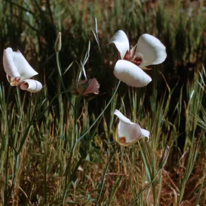 Mariposa Lily