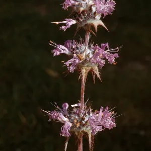 Sage