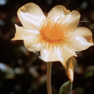Mentzelia