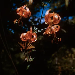 Humboldt lily with butterfly
