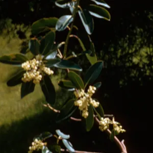 Madrone