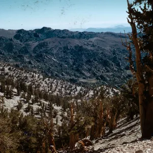 Trip to Bristlecone Pine Forest, Inyo National Forest, Bristlecone Pines w/ Neil Muller, 1960-68