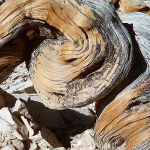 Trip to Ancient Bristlecone Forest, Inyo National Forest w/Neil Muller, 1960-68