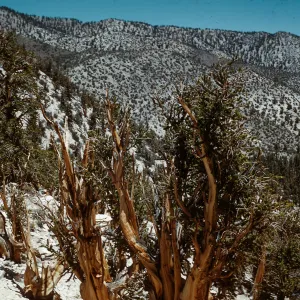 Trip to Ancient Bristlecone Forest, Inyo National Forest w/Neil Muller, 1960-68