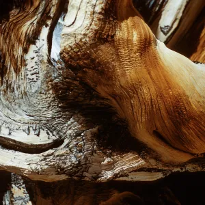 Trip to Ancient Bristlecone Forest, Inyo National Forest w/Neil Muller, 1960-68