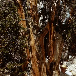 Trip to Ancient Bristlecone Forest, Inyo National Forest w/Neil Muller, 1960-68