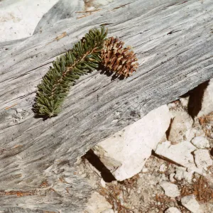 Trip to Ancient Bristlecone Forest, Inyo National Forest w/Neil Muller, 1960-68