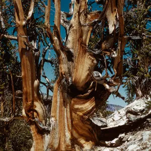 Trip to Ancient Bristlecone Forest, Inyo National Forest w/Neil Muller, 1960-68