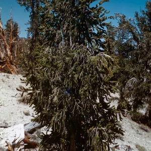 Trip to Ancient Bristlecone Forest, Inyo National Forest w/Neil Muller, 1960-68