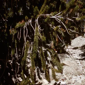 Trip to Ancient Bristlecone Forest, Inyo National Forest w/Neil Muller, 1960-68