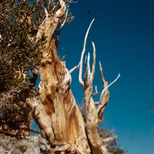 Trip to Ancient Bristlecone Forest, Inyo National Forest w/Neil Muller, 1960-68
