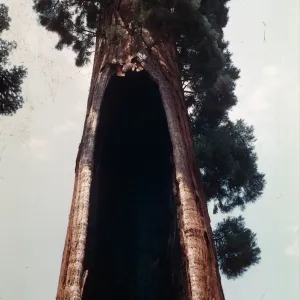 Giant Sequoia, Hollow trunk, Santa Barbara Botanic Garden trip, Sequoia National Park, 1961