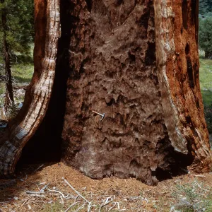 Giant Sequoia trunk, Santa Barbara Botanic Garden trip, Sequoia National Park, 1961