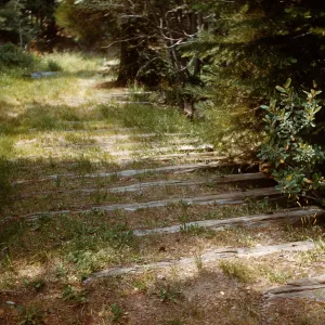Santa Barbara Botanic Garden trip, Sequoia National Park, 1961