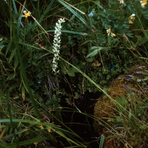 Santa Barbara Botanic Garden trip, Sequoia National Park, 1961