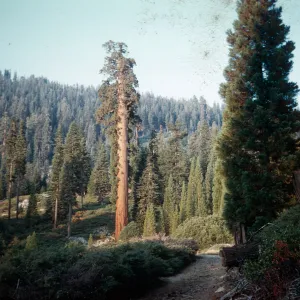 Giant Sequoias, Santa Barbara Botanic Garden trip, Sequoia National Park, 1961
