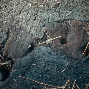 Fire damage, canker, Santa Barbara Botanic Garden trip, Sequoia National Park, 1961