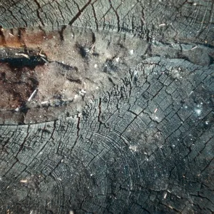 Fire damage, canker, Santa Barbara Botanic Garden trip, Sequoia National Park, 1961
