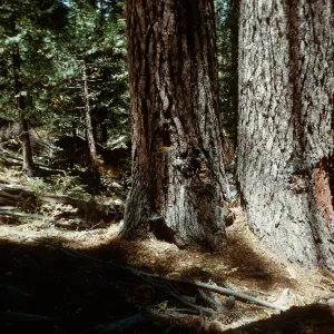 Santa Barbara Botanic Garden trip, Sequoia National Park, 1961