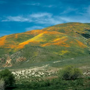 Gorman