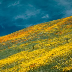 Coreopsis, Gorman