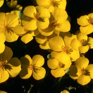 Eschscholzia lobbii, Sierra foothills