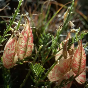 Astragalus, summit of Likely-Eagleville Road, Warner Range, Modoc County, 7500 ft.
