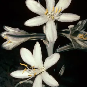 Hesperocallis undulata, Ocotillo, Imperial County, near Anza-Borrego