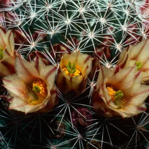 Mammilaria dioica, Sweeney Canyon, Anza-Borrego