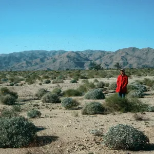 Joshua Tree, South entrance