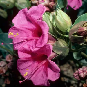 Mirabilis multiflora, New York Mountains, San Bernardino County