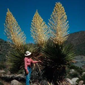 Nolina, Kingston Mountains, Mojave Desert