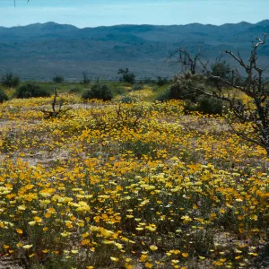 Malacothrix californica, Eschscholzia covillei (?), south entrance, Joshua Tree National Monument, Riverside County