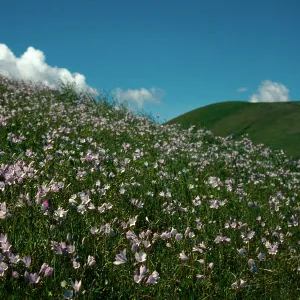 Triteleia laxa, valley grassland, West side of valley, San Joaquin Valley