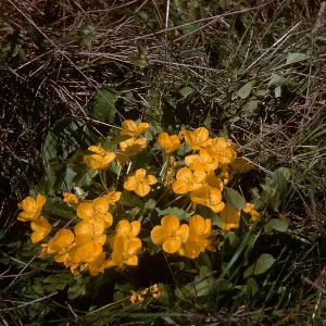 Camissonia ovata, Cambria