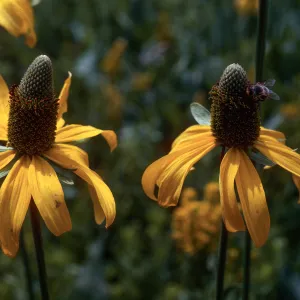Rudbeckia, Crane Flat, Yosemite National Park