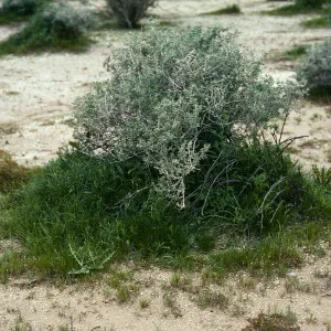 Ambrosia dumosa and annuals, Borrego Valley