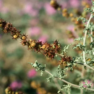 Ambrosia dumosa
