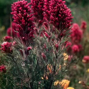 Orthocarpus purpuraceus, Castilleja exserta, Nipomo Mesa, San Luis Obispo County